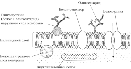 Схема строения плазматической мембраны