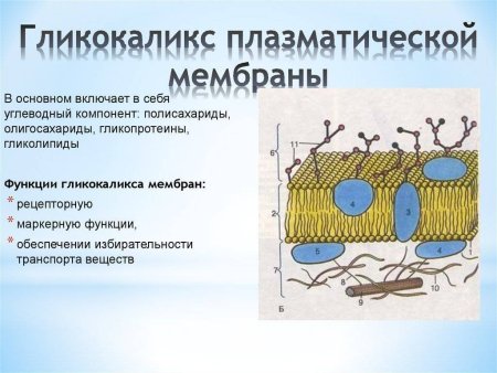 Строение мембраны клетки гликокаликс