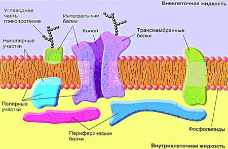 Строение плазматической мембраны клетки