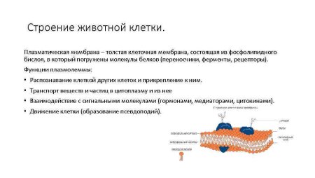 Клеточная плазматическая мембрана функции
