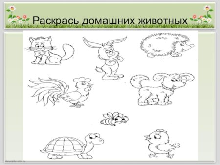 Раскрась только домашних животных