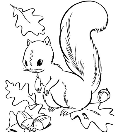 Раскраска Белочка