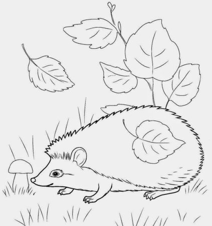 Ёжик раскраска для детей