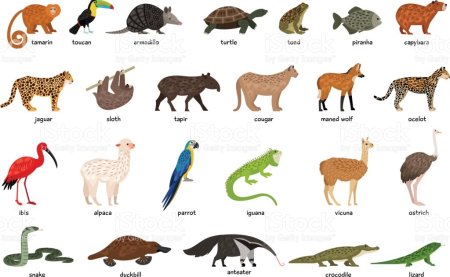 Плакат. Животные Южной Америки