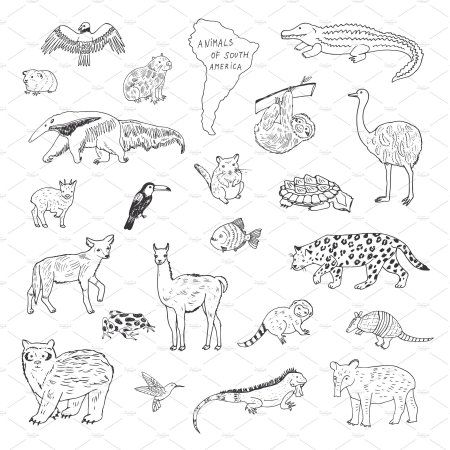 Животные Северной Америки раскраска