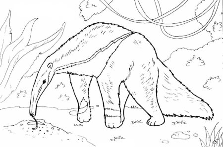 Муравьед раскраска