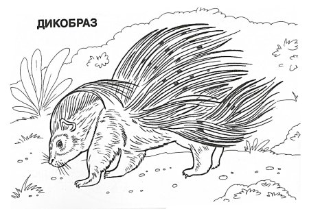 Муравьед раскраска для детей