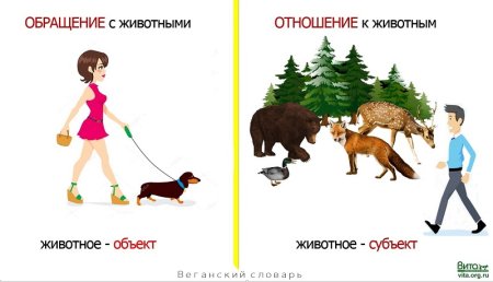 Гуманное отношение к животным