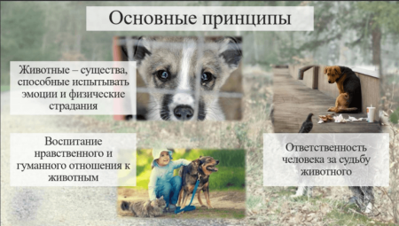 Гуманное отношение к животным