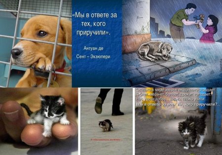 Листовки про бездомных животных