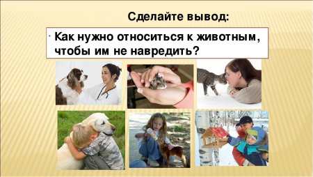 Бережное отношение к животным