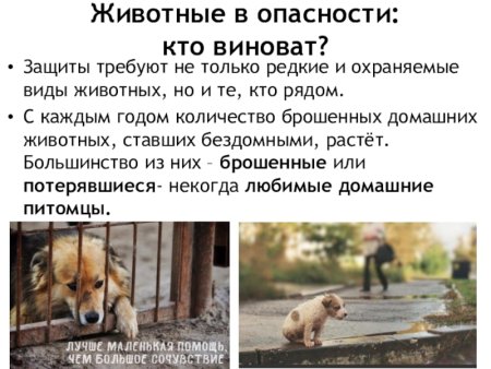 Об отношении к животным