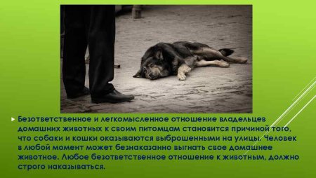Безответственное отношение к животным