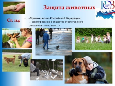 Защита животных