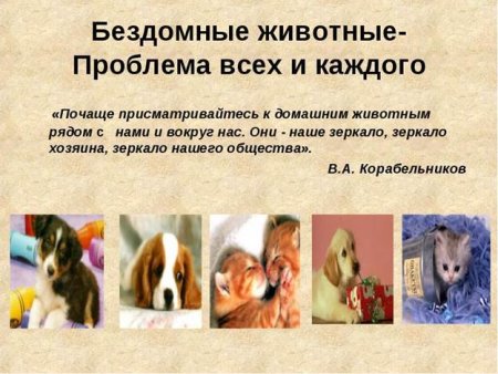 Тема бездомные животные