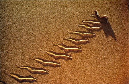 Следы змей на песке