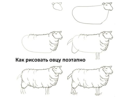 Как нарисовать овцу поэтапно