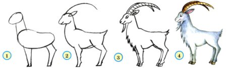 Поэтапное рисование козы