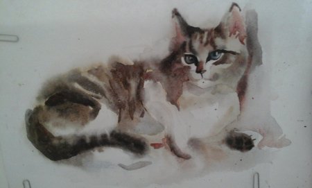 Кошки по сырому