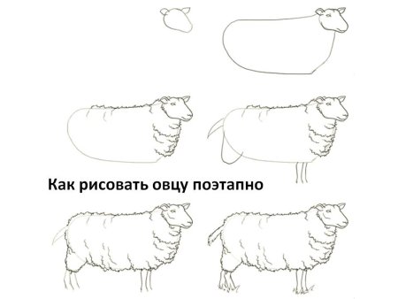 Как нарисовать овцу