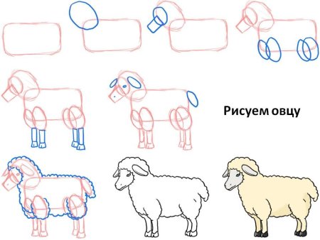 Баран поэтапное рисование