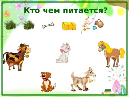 Кто чем питается