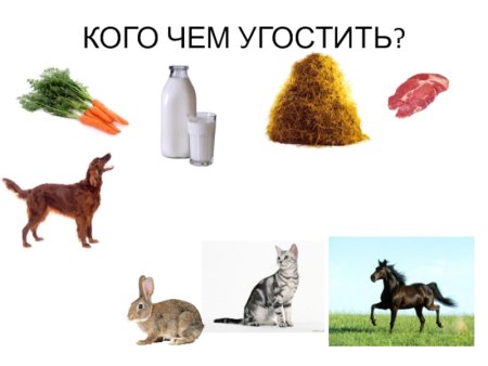 Еда для домашних животных