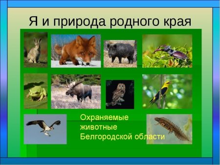 Животный мир Белгородской области