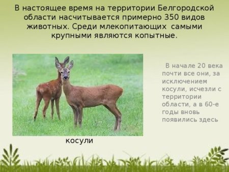 Животные Белгородской области занесенные в красную