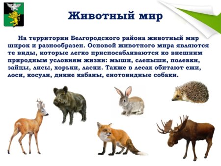 Животный мир Белгородской области 4 класс
