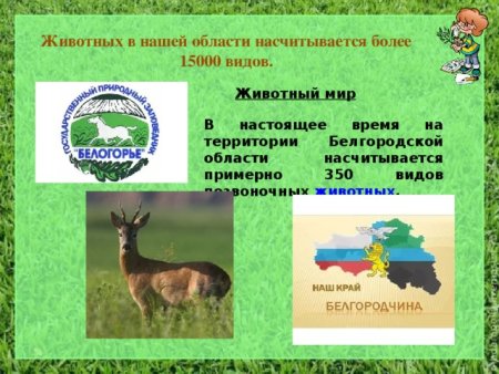 Животные Белгородской област