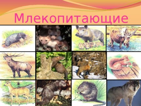 Косуля Белгородской области