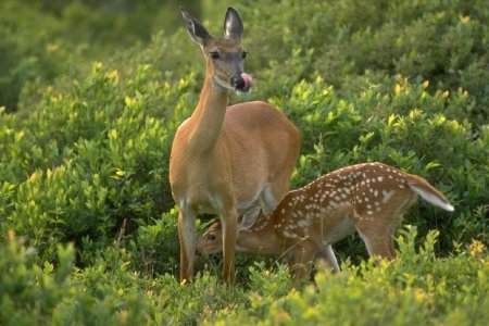Животные Белгородской области