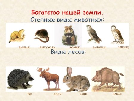 Красная книга Белгородской области растения и животные