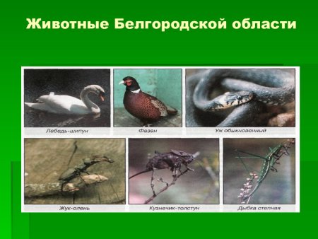 Животные Белгородской области занесенные в красную