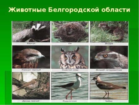 Хорь перевязка рисунок