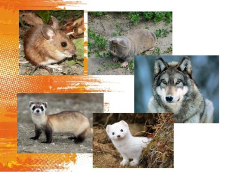 Фауна Белгородской области