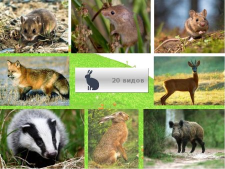 Животный мир Белгородской области