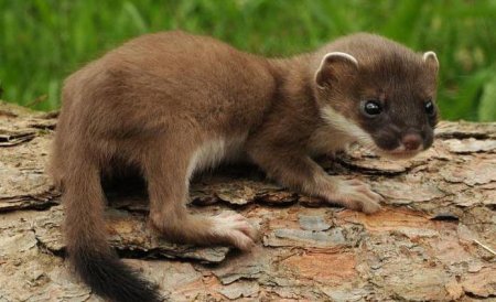 Косуля в Липецкой области