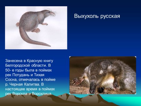 Животный мир Белгородской области