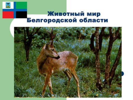 Животные красной книги Белгородской области