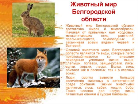 Красная книга Белгородской области растения и животные