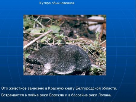 Заяц Русак в Курской области