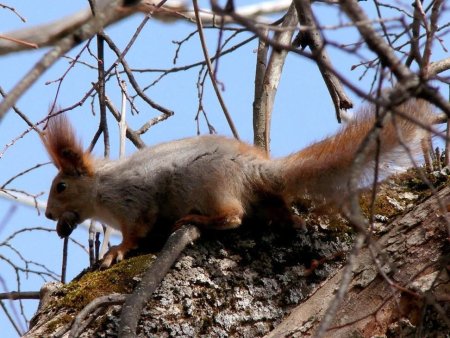 Белгородская область ратительность ката