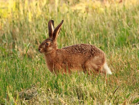 Животные Белгородской области занесенные в красную книгу России