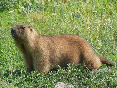 Животный мир Липецкой области