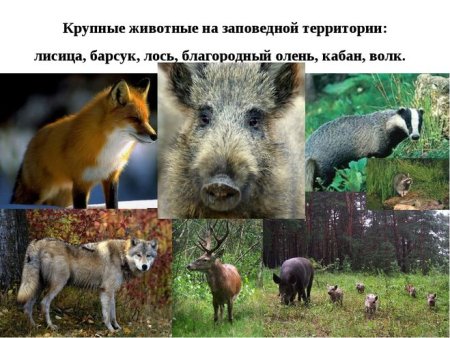 Животные Белгородской области занесенные в красную книгу