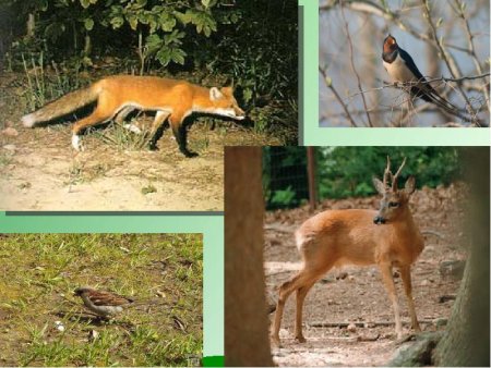 Красная книга Белгородской области