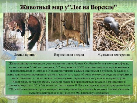 Рисунок на тему лес