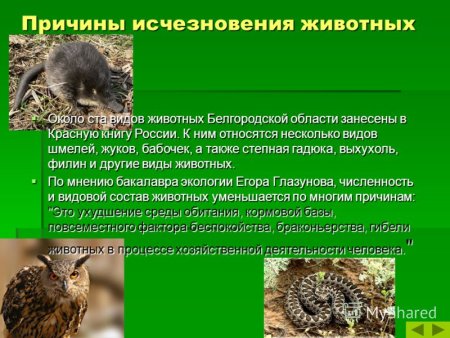 Заповедник Белогорье фауна